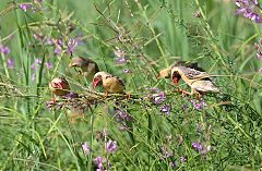 Red-billed Quelea